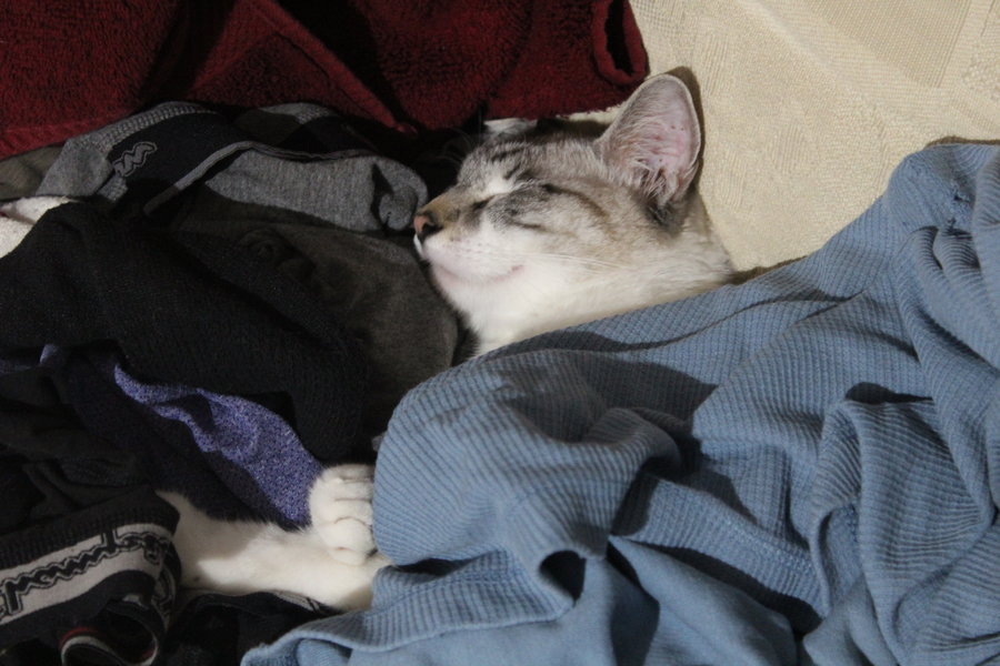 sinbad in laundry 001.JPG
