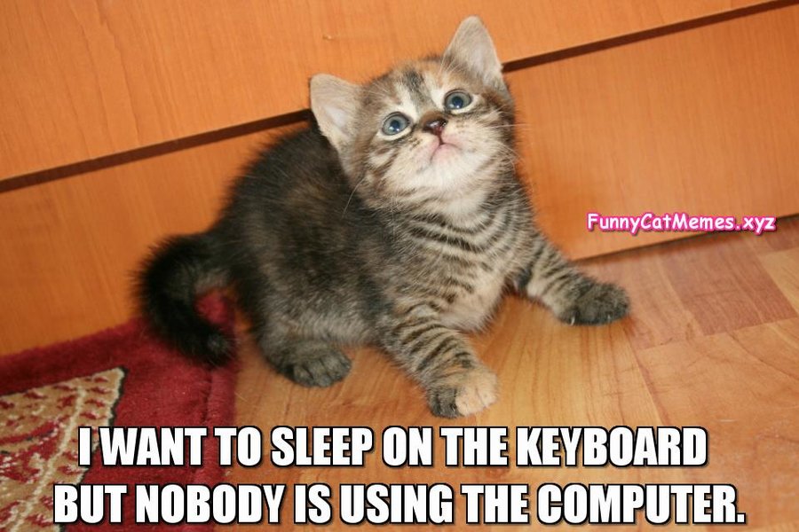 Sleep-on-the-keyboard-Funny-Cat-Memes.jpg