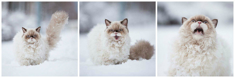snowcat1.jpg