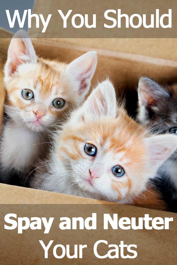 spay-neuter-cats.jpg