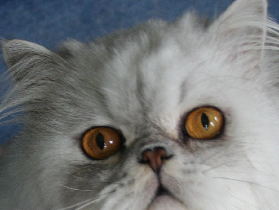 Eye Color In Shaded Silver And Golden Persians Thecatsite