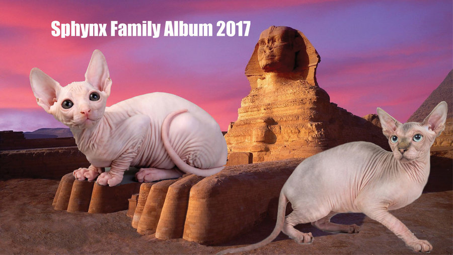 sphynx-family-album-2017.jpg