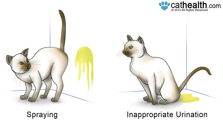 spraying_vs_urinating_cat_behavior.jpg