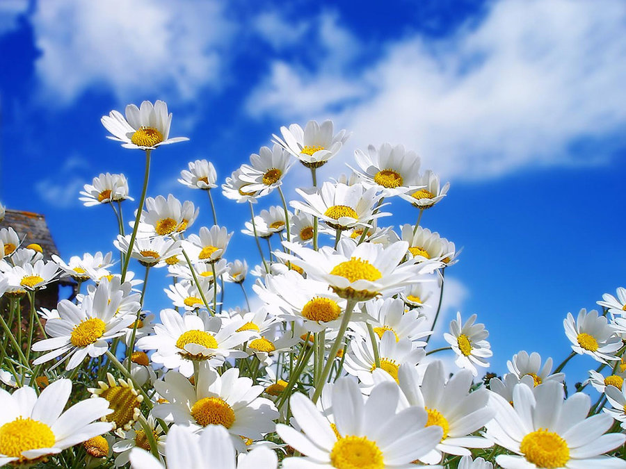 Spring-flowers-wallpaper.jpg