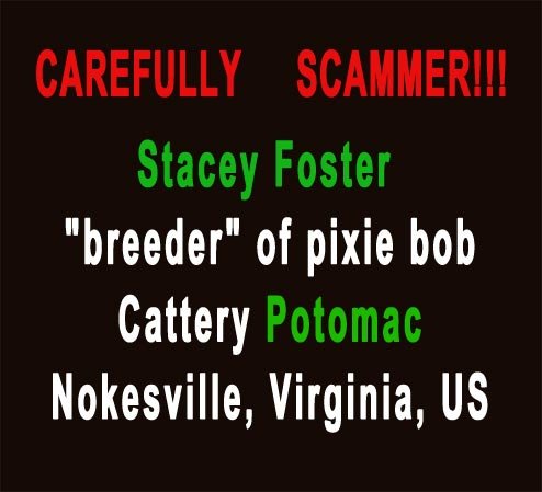 Stacey_Foster_Cattery_Potomac_CAREFULLY_SCAMMER.jp