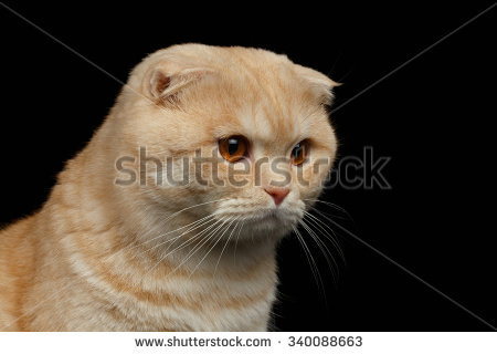 stock-photo-closeup-ginger-scottish-fold-cat-looki