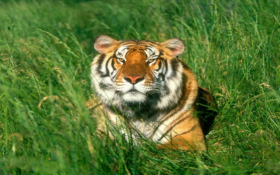 Sunbather, Bengal Tiger (Copy).jpg