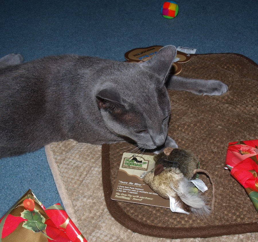 Sundar discovers the squeaky mice.jpg