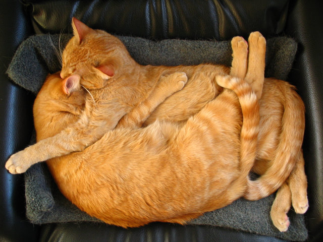 super-cuddles.jpg