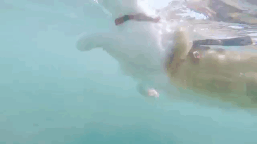 surfing-cat-likes-water-swimming-kuli-hawaii-10.gi