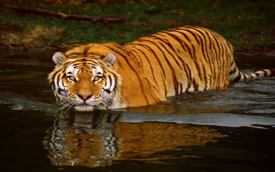 Swimming Tiger (Copy).jpg