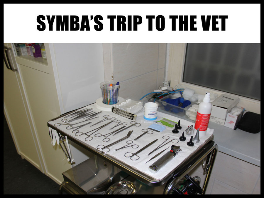 Symba's-Trip-To-The-Vet2.jpg