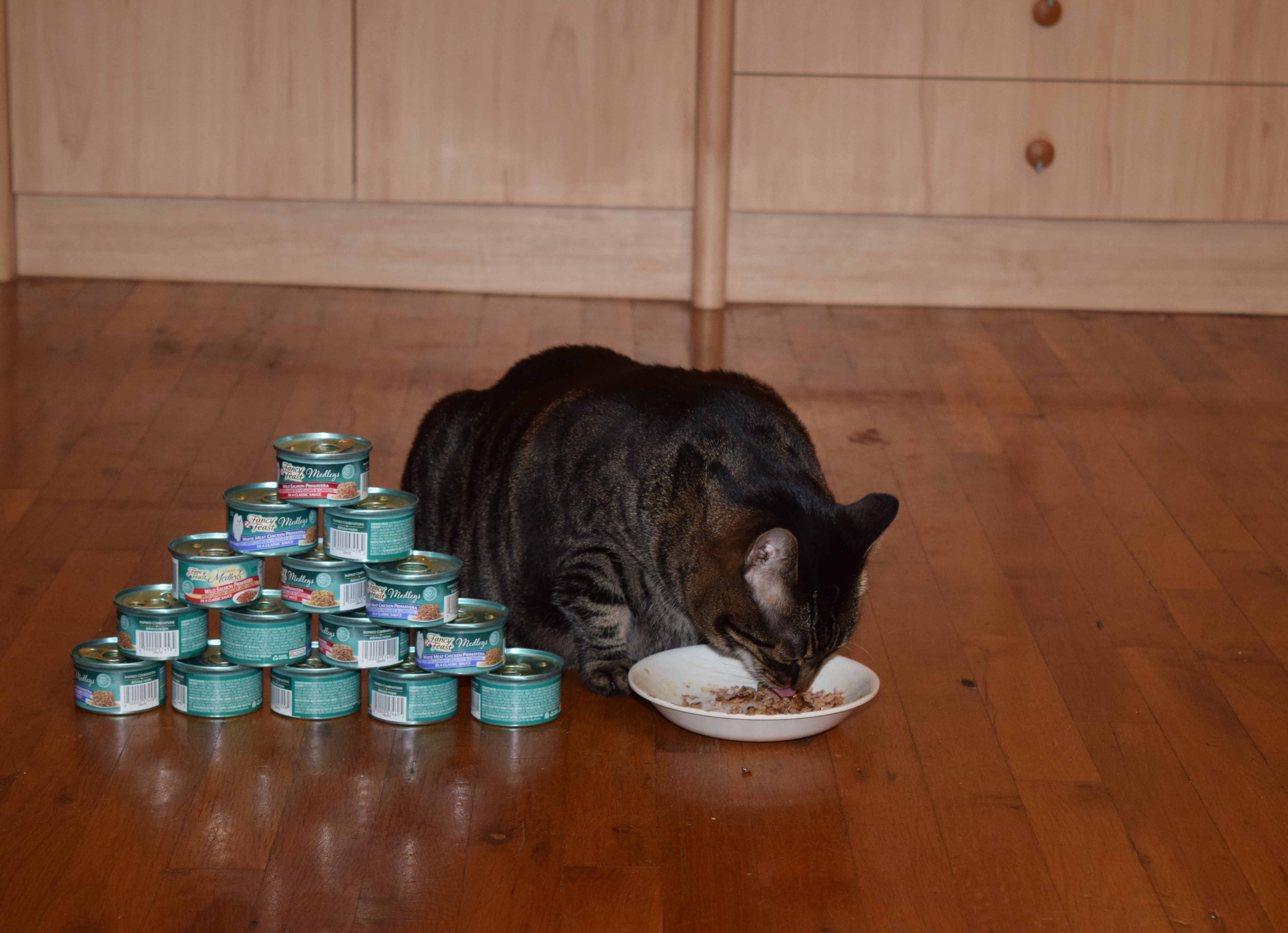 tabby cat eating food.jpg