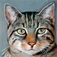 tabby-cat-icon-catsite-sig.png