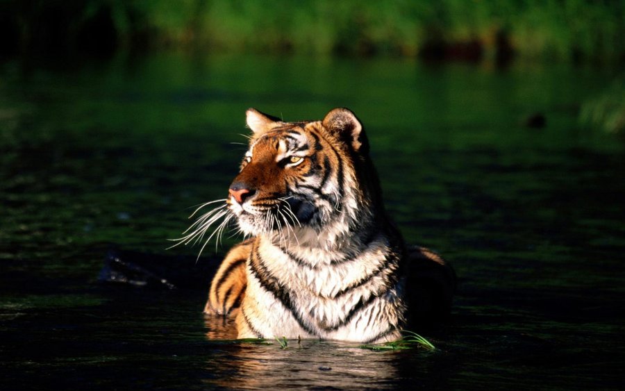 Taking a Dip, Bengal Tiger (Copy).jpg