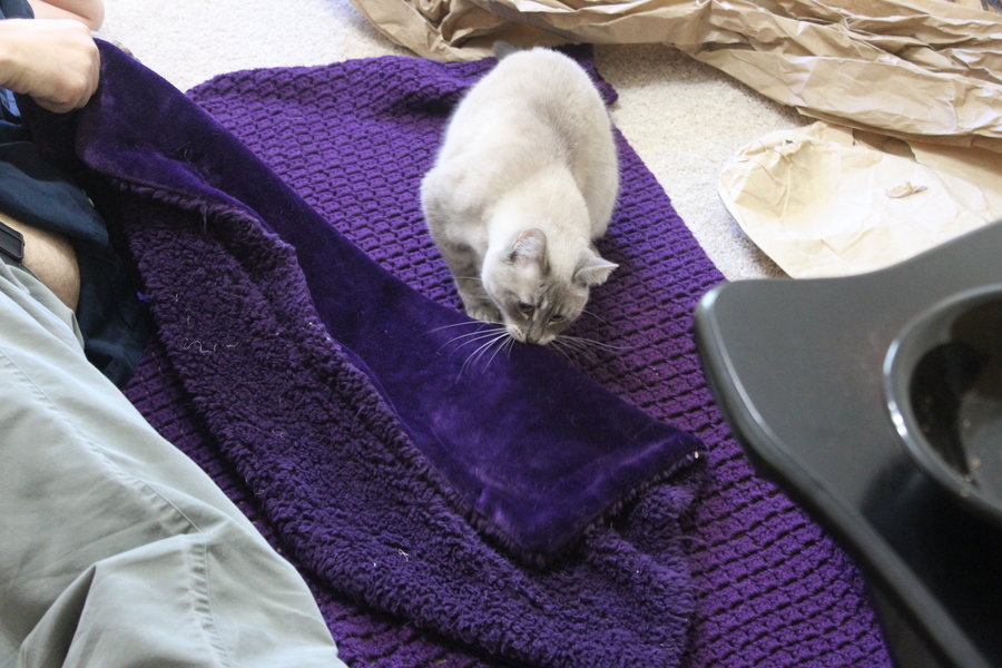 tempest on purple blanket 018.JPG