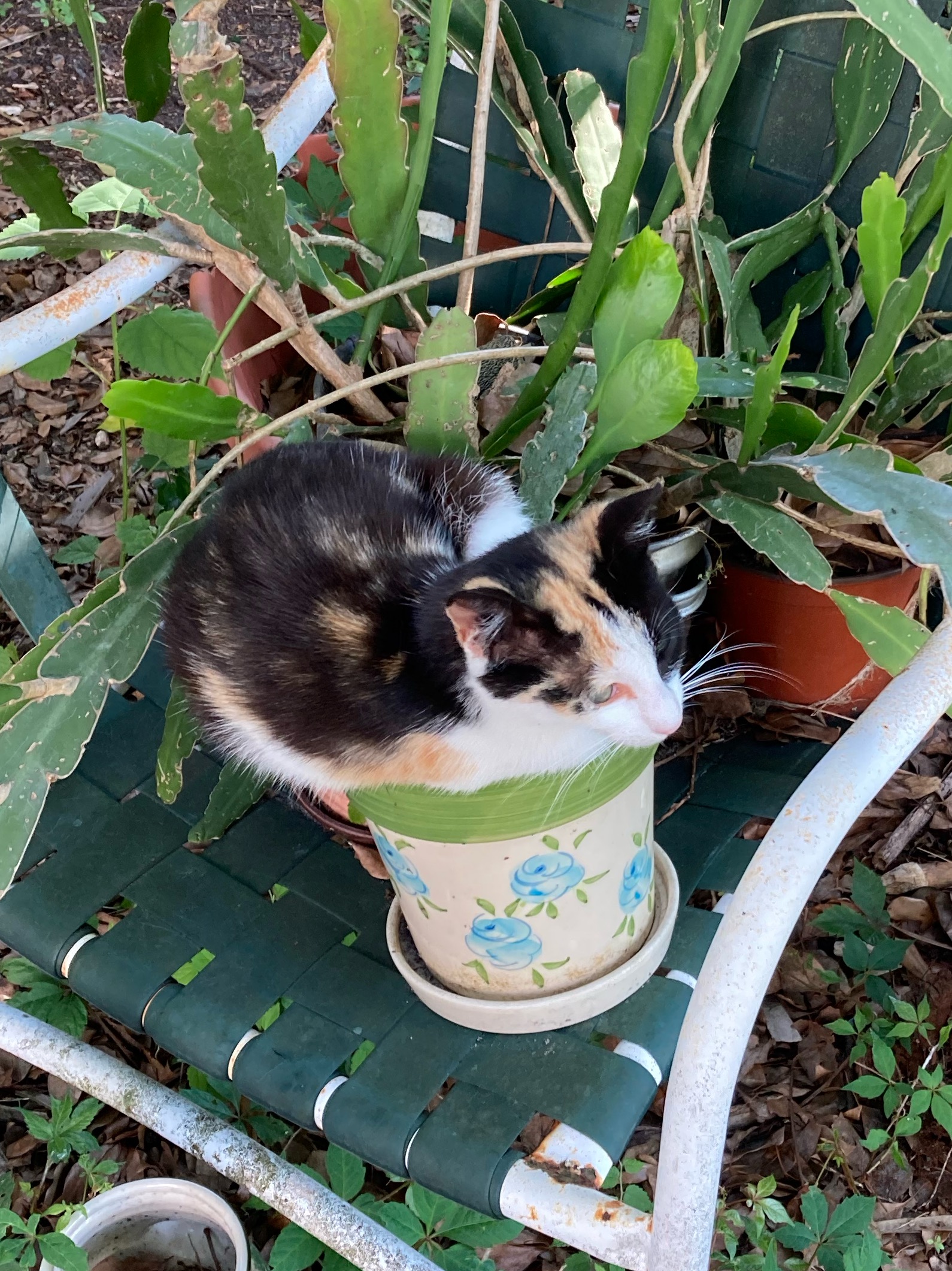 Thumbelina enjoying the garden on a sunny day
