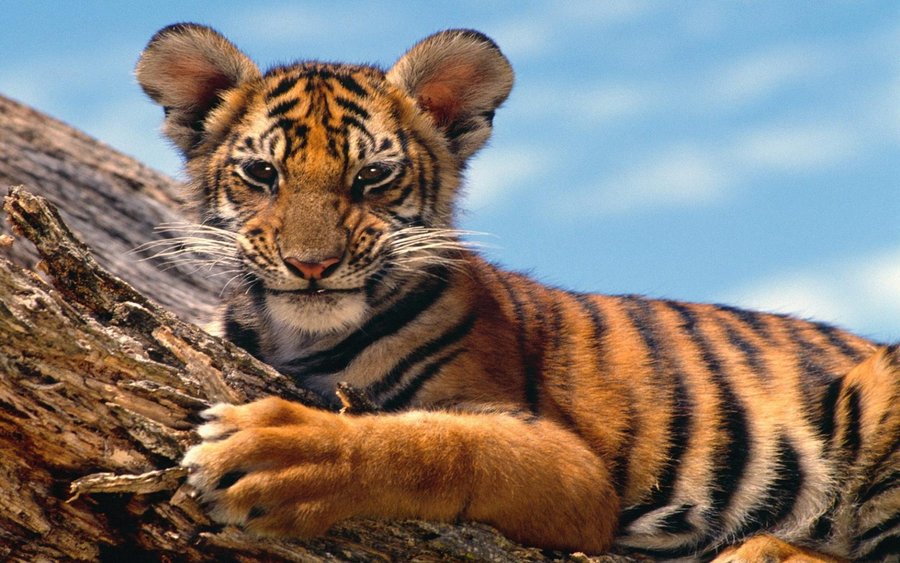 Tiger Cub (Copy).jpg