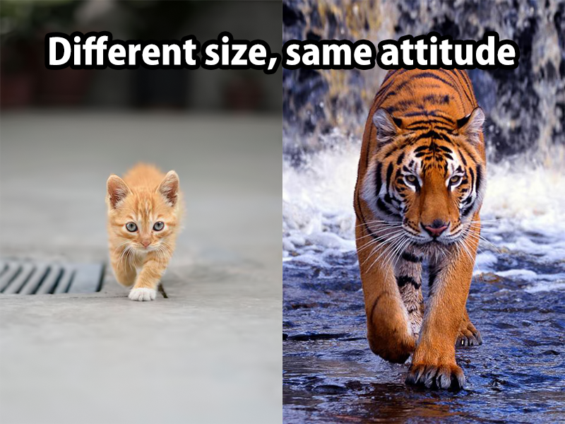 tiger-kitty-same-attitude.png