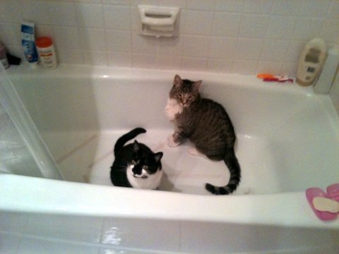 toby and lola bathtub.jpg