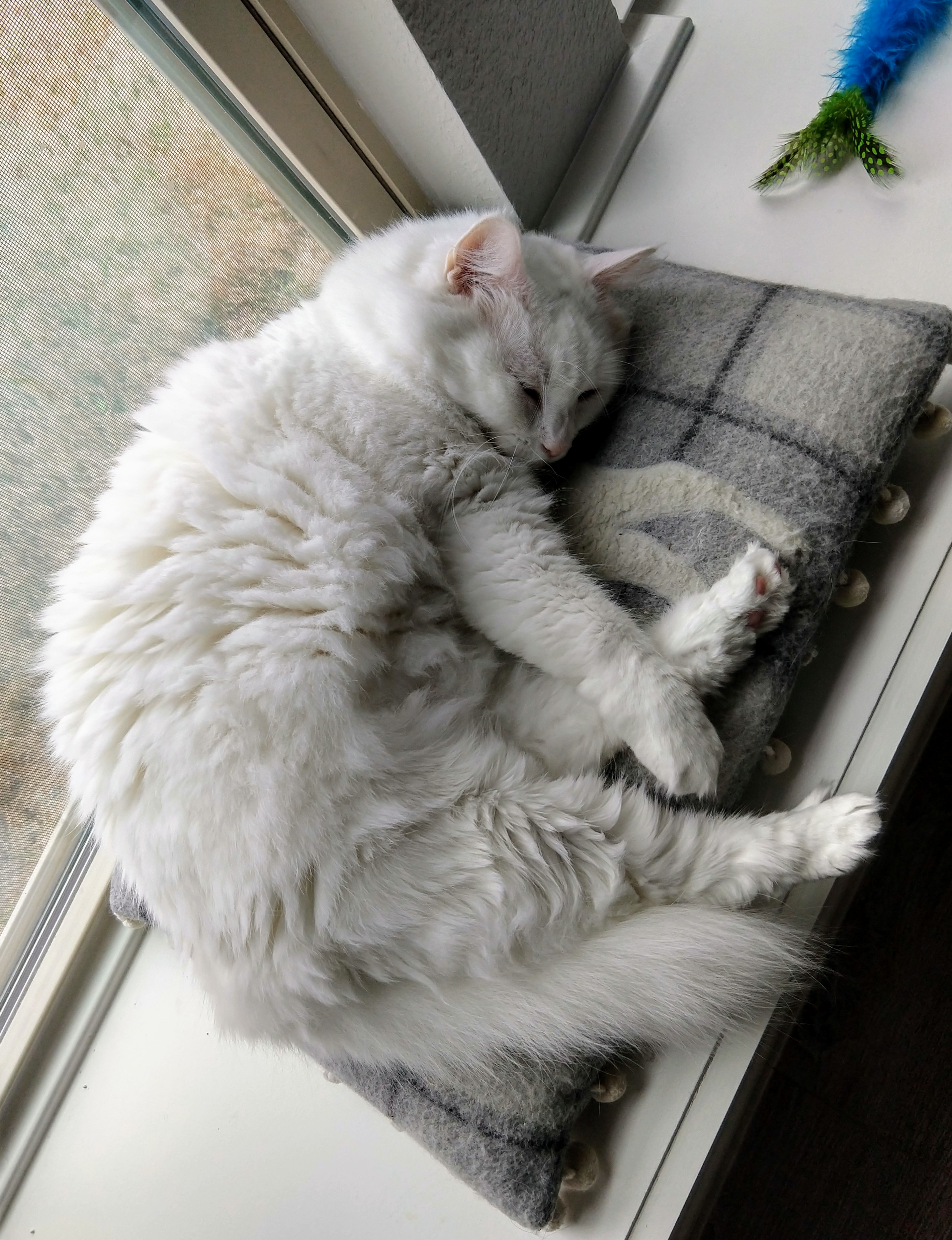 Toonie window nap