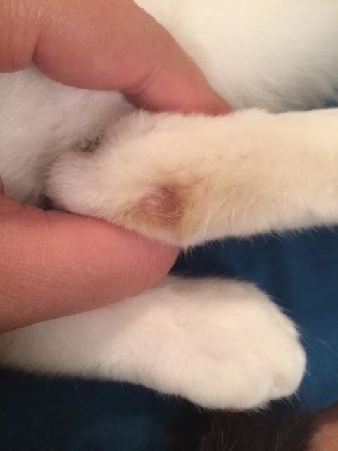 Weird reddish bald patches on my cat's back leg. Any idea what it could be?  | TheCatSite