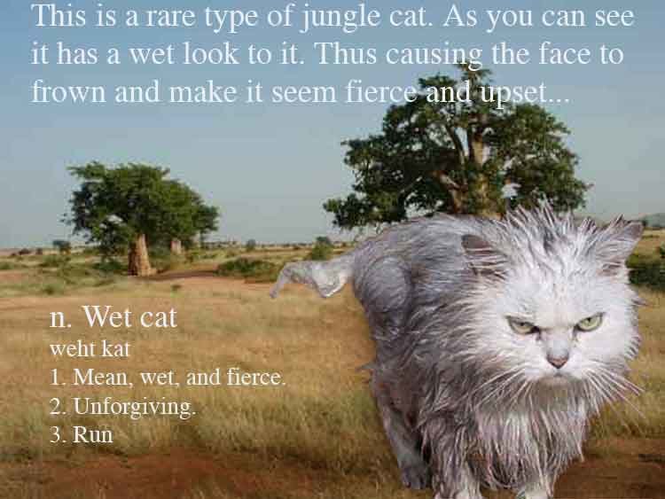 wet cat.jpg