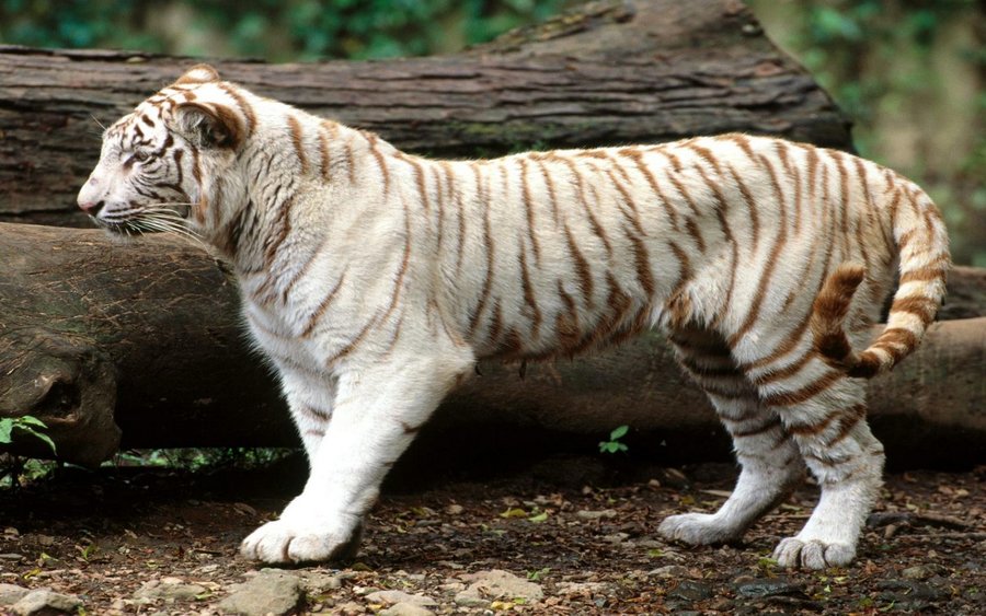 White Bengal Tiger (Copy).jpg