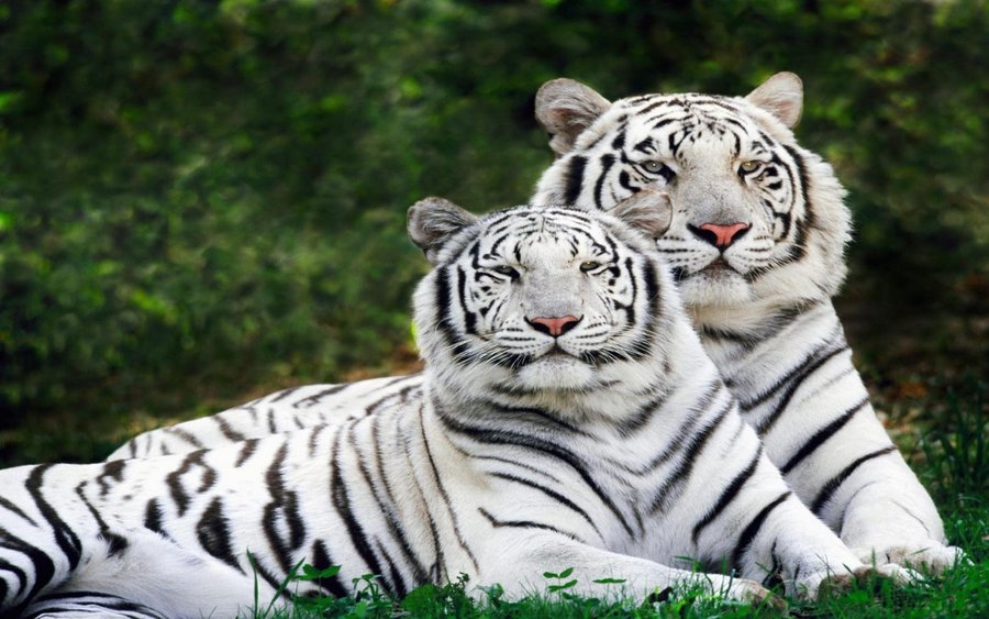 White Phase, Bengal Tigers (Copy).jpg