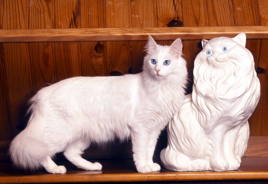 white-turkish-angora-cat.jpg