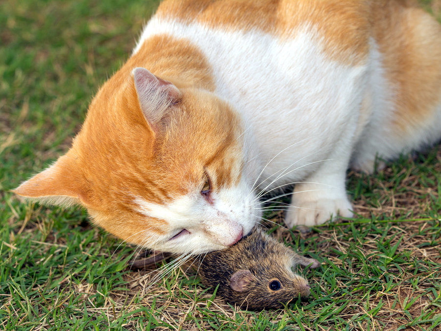 Why you should never let your cat hunt: Disease is a real risk