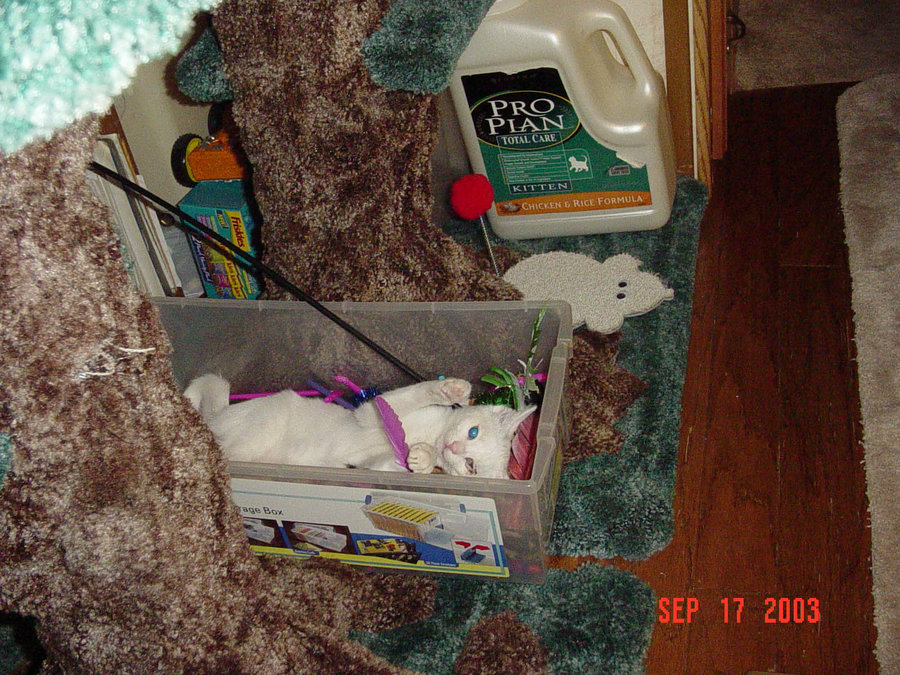 WK lying in toy box SO CUTE Sep 17 2003.jpg