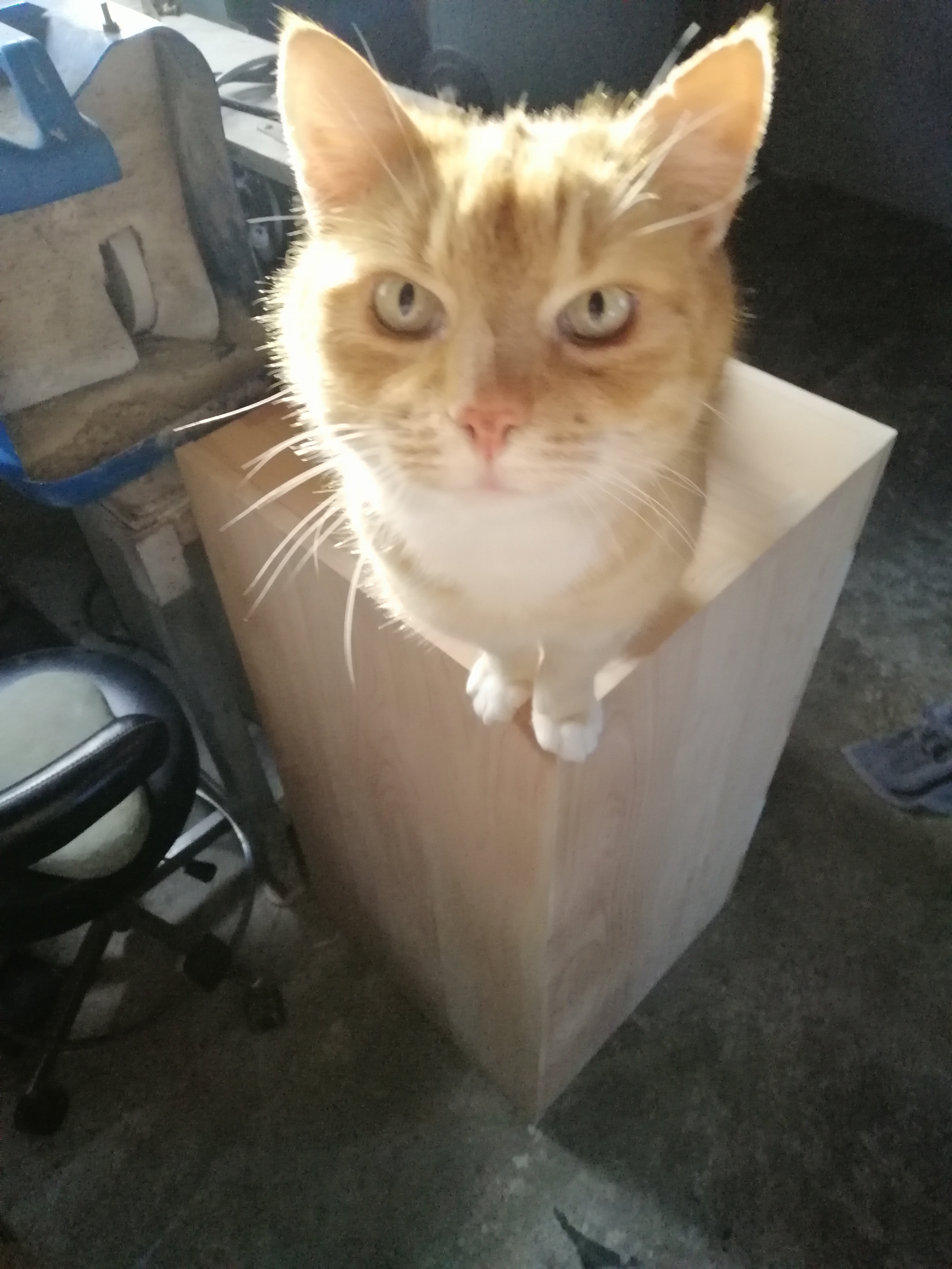 Wooden box cat