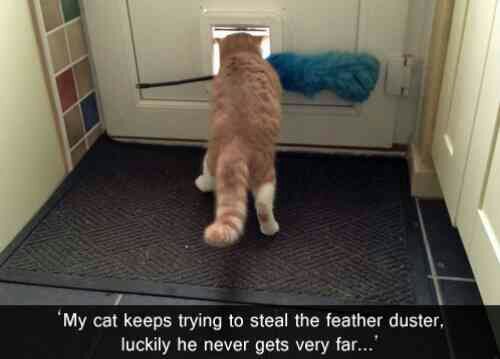 wpid-cat-steal-duster.jpg