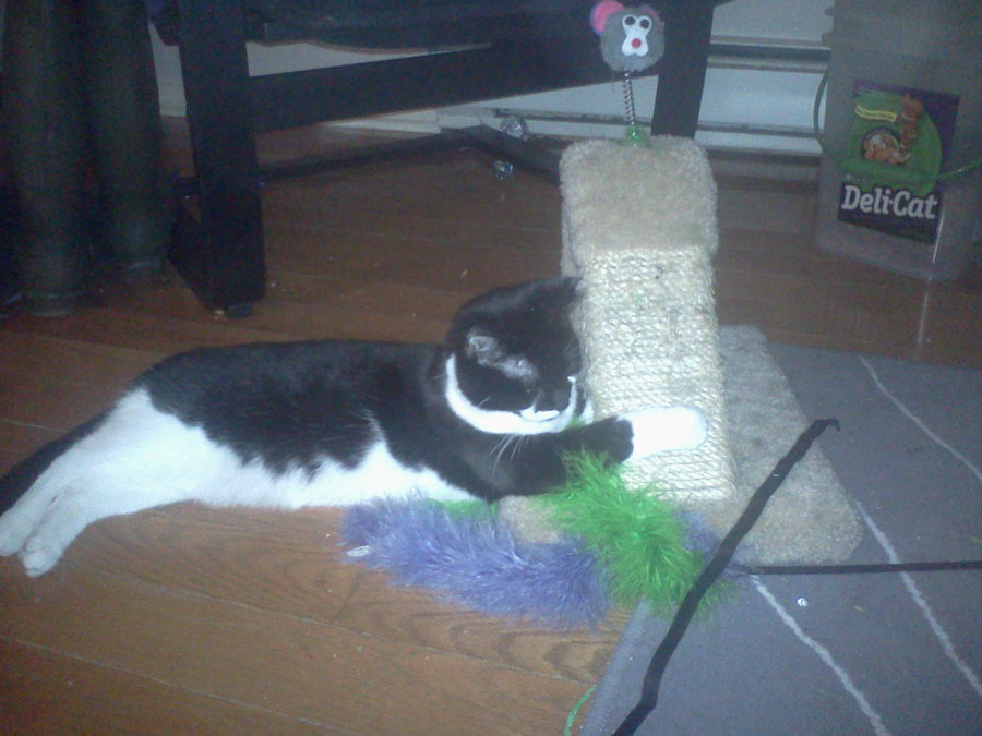 Wren with Feathery Toy at Scratcher.jpg