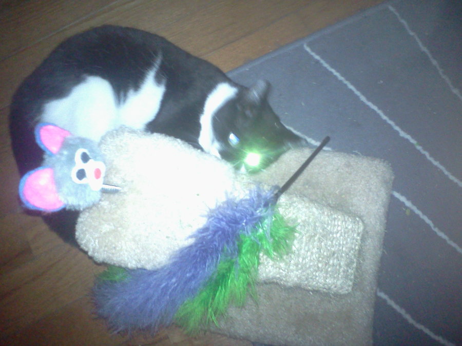Wren with Feathery Toy.jpg