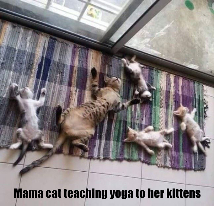yoga-catsweb.jpg