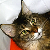mainecoon.rescueme.org