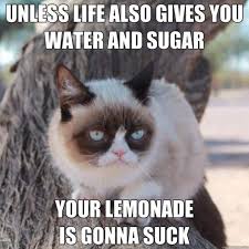 21 Grumpy Cat memes to instantly make you grumpy however happy you are! |  India.com
