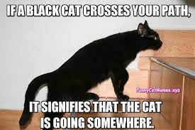 Pin by Matt Sipple on cat fun in 2022 | Black cat memes, Cat memes, Funny  cat memes