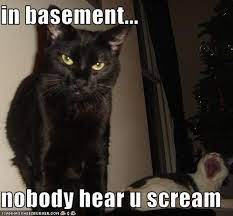 in basement... nobody hear u scream | Cat and dog memes, Basement cat,  Funny cat photos