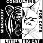 www.littlebigcat.com