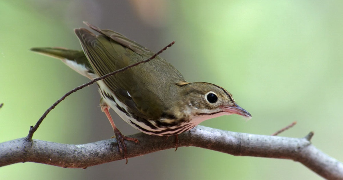 www.audubon.org